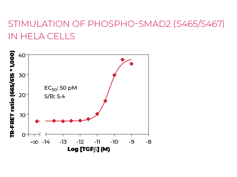 Stimulation of Phospho-SMAD2 (S465/S467) in HeLa cells