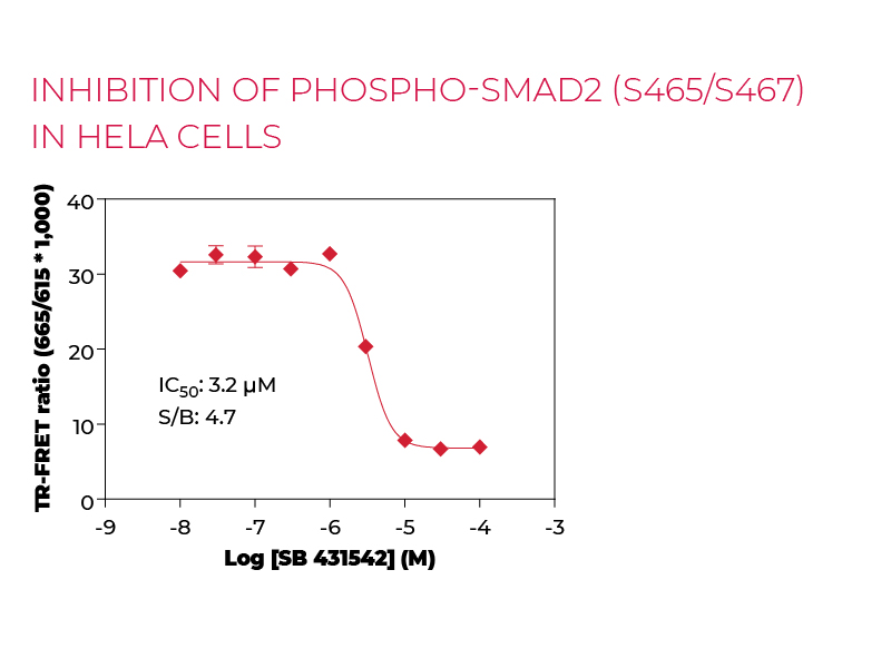 Inhibition of Phospho-SMAD2 (S465/S467) in HeLa cells