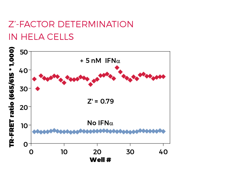 Z'-factor determination in HeLa cells