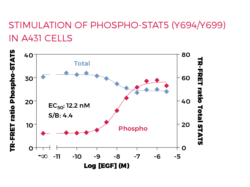 Stimulation of Phospho-STAT5 (Y694/Y699) in A431 cells