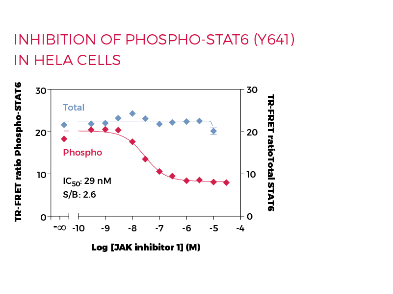 Inhibition of Phospho-STAT6 (Y641) in HeLa cells