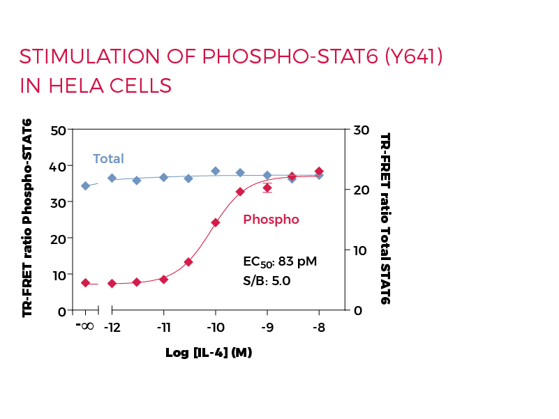 Stimulation of Phospho-STAT6 (Y641) in HeLa cells