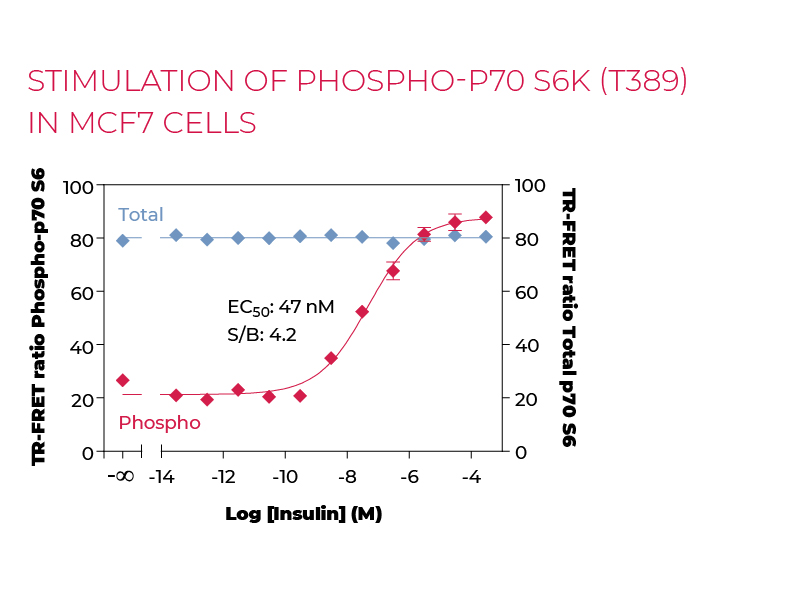 Stimulation of Phospho-P70 S6K (T389) in MCF7 cells