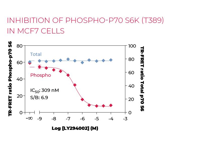 Inhibition of Phospho-P70 S6K (T389) in MCF7 cells