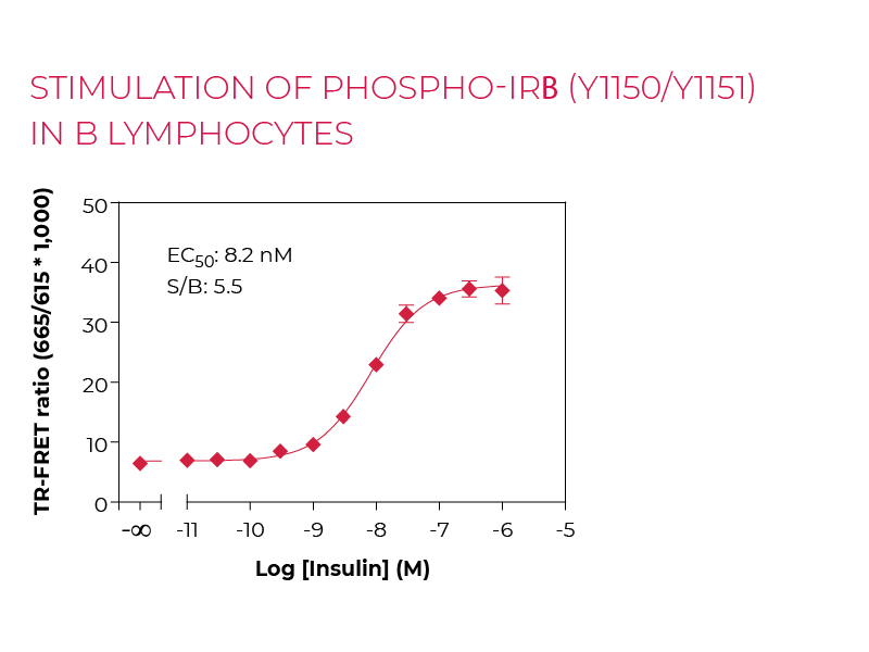Stimulation of Phospho-IRB (Y1150/Y1151) in B lymphocytes