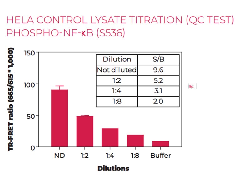 HeLa control lysate titration (QC Test) Phospho-NF-kB (S536)