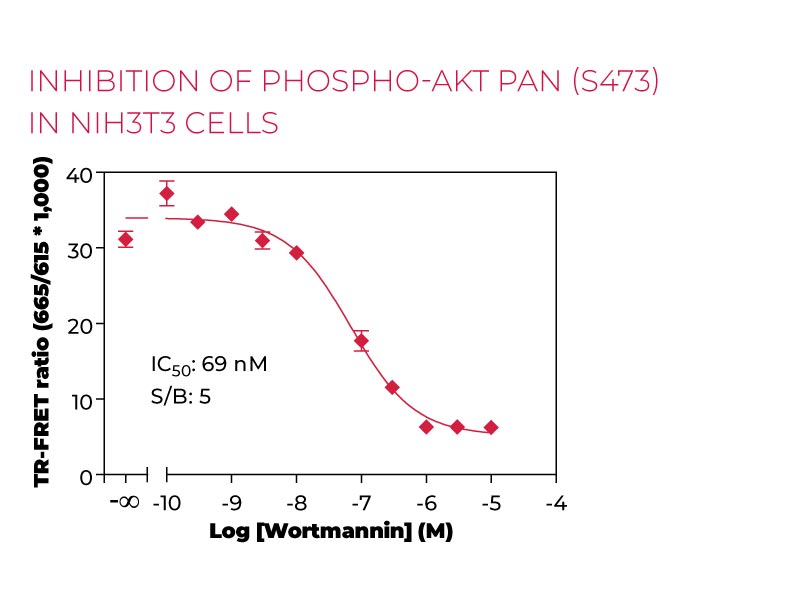 Inhibition Phospho-AKT pan (S473) in NIH3T3 cells