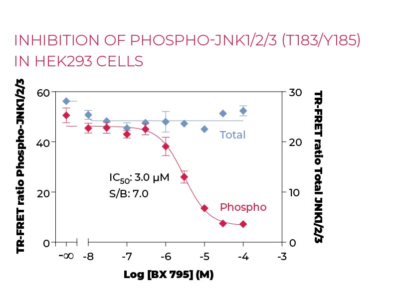 Inhibition of Phospho-JNK1-2-3 (T183-Y185) in HEK293 cells