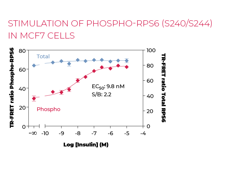 Stimulation of Phospho-RPS6 (S240/S244) in MCF7 cells