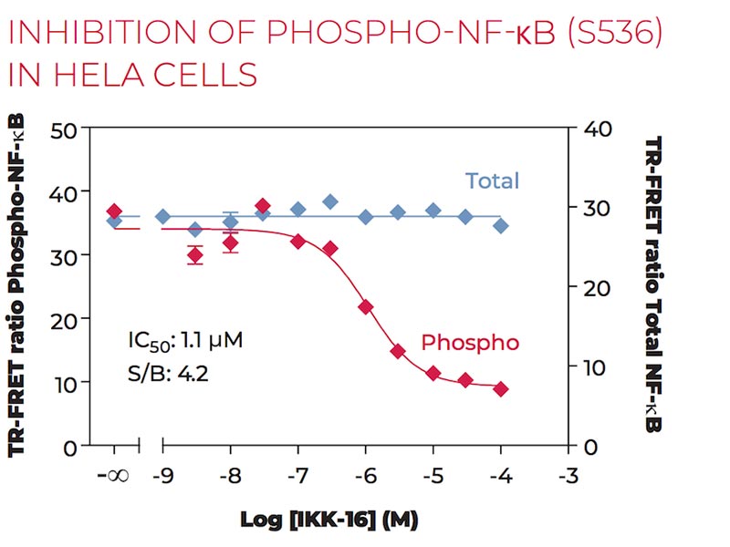Inhibition of Phospho-NF-kB (S536) in HeLa cells
