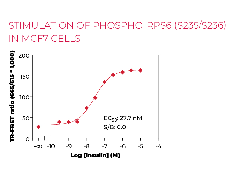Stimulation of Phospho-RPS6 (S235/S236) in MCF7 cells