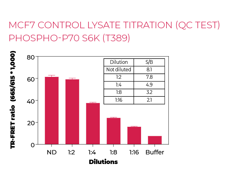 MCF7 control lysate titration (QC Test) Phospho-P70 S6K (T389)