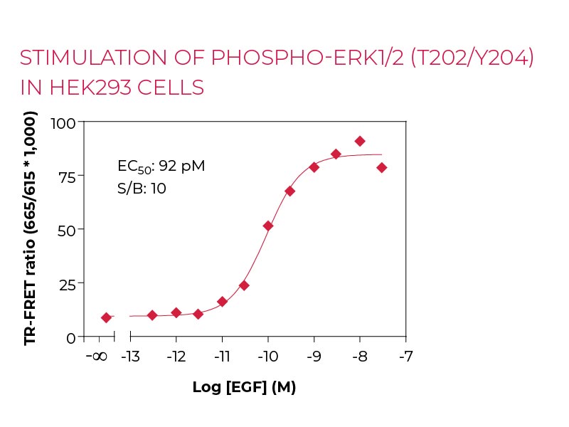 Stimulation of PHOSPHO-ERK1-2 (T202-Y204) in  HEK293 cells