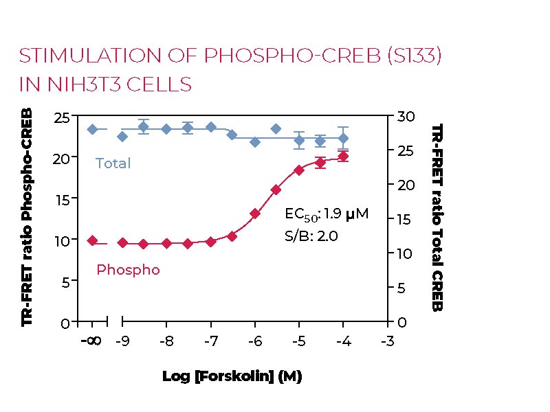 Stimulation of Phospho CREB (S133) in NIH3T3 cells