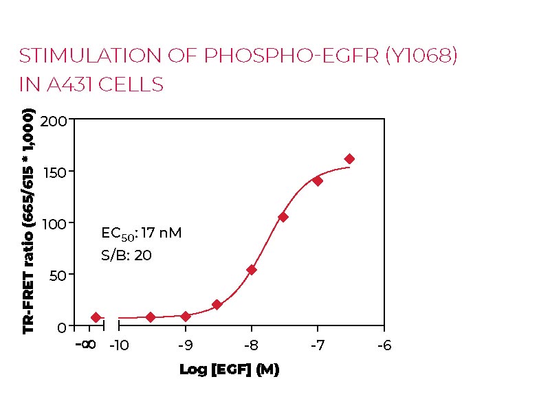 Stimulation of Phospho-EGFR (Y1068) in A431 cells