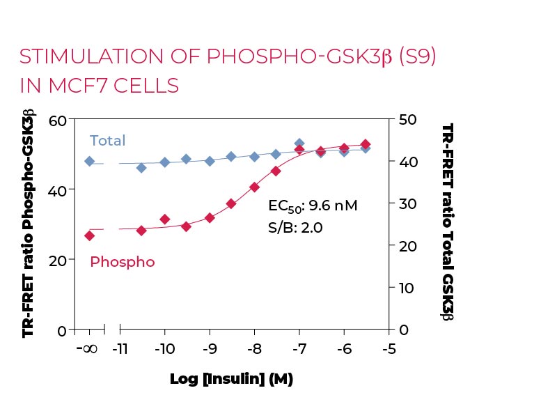 Stimulation of Phospho-GSK3β (S9) in MCF7 cells