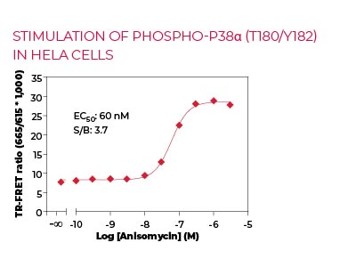 Stimulation of Phospho-p38α (T180-Y182) in HeLa cells