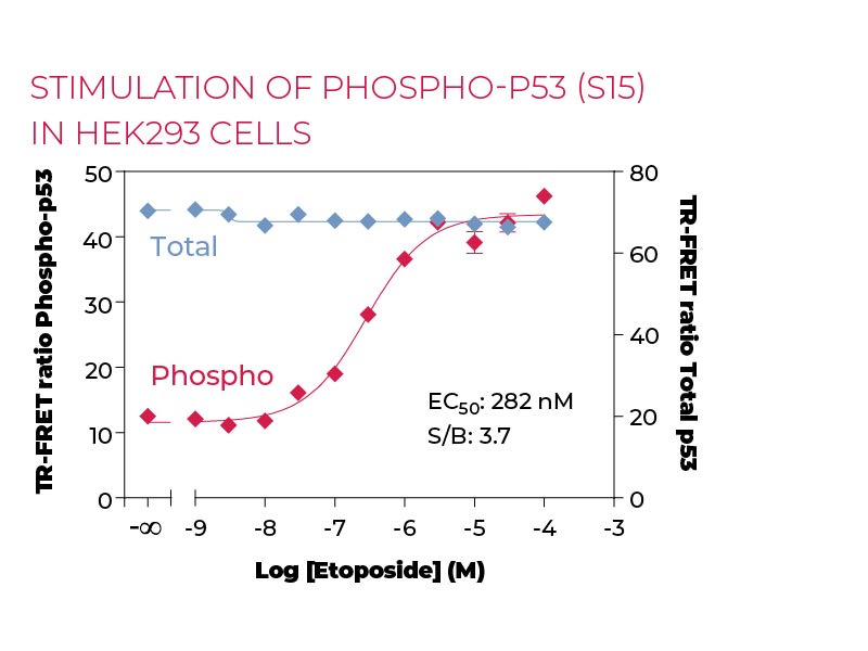 Stimulation of Phospho-P53 (S15) in HEK293 cells