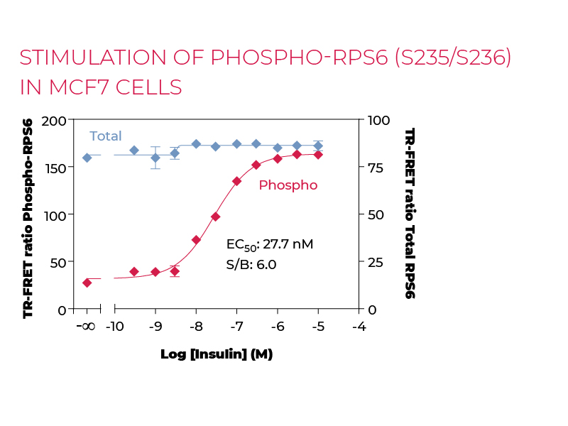 Stimulation of Phospho-RPS6 (S235/S236) in MCF7 cells