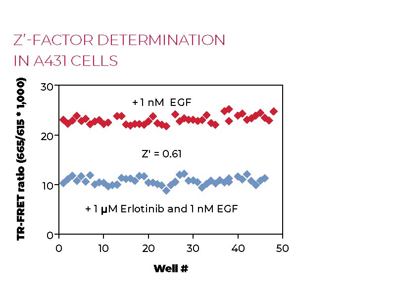Z'-factor determination in A431 cells