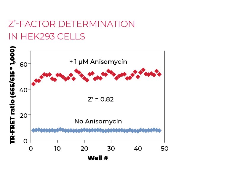 Z'-factor determination in HEK293 cells