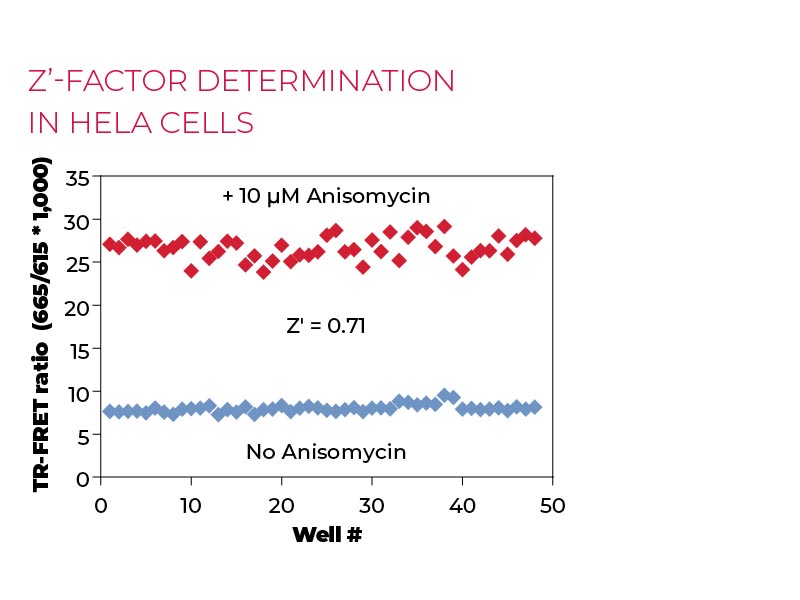 Z'-factor determination in HeLa cells