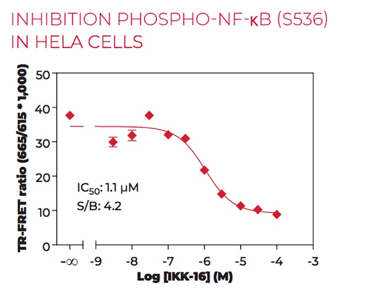 Stimulation of Phospho-NF-kB (S536) in HeLa cells
