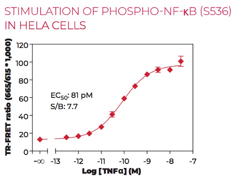 Stimulation of Phospho-NF-kB (S536) in HeLa cells