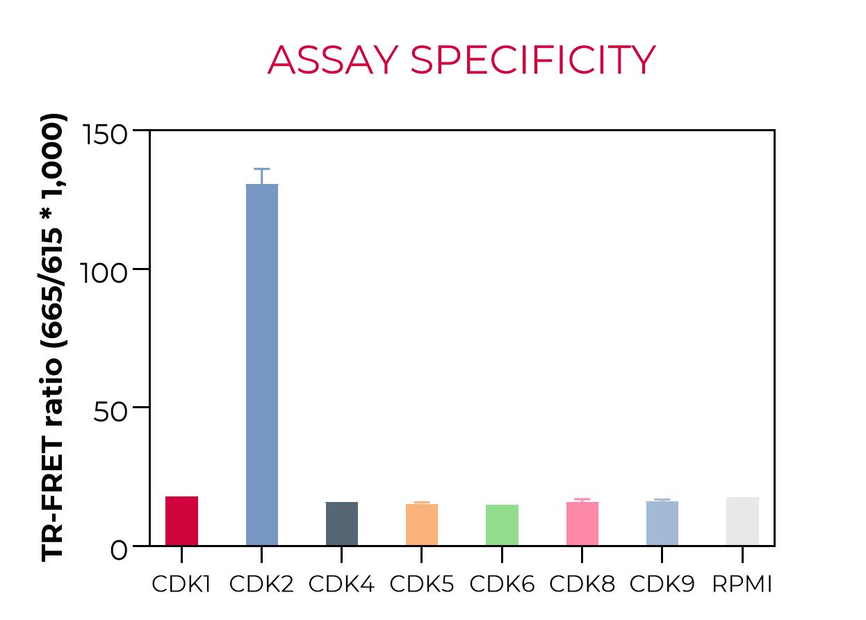 CDK2 assay specificity