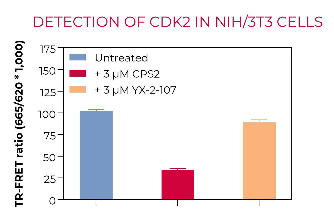 CDK2 in NIH/3T3
